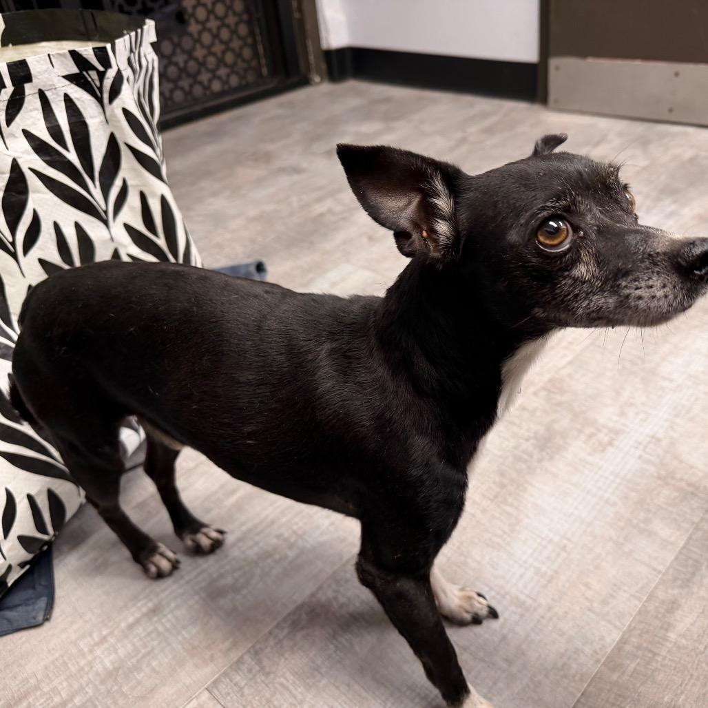 Enlarge Spikey, a Adoptable mixed breed in Amarillo, TX image 1/4
