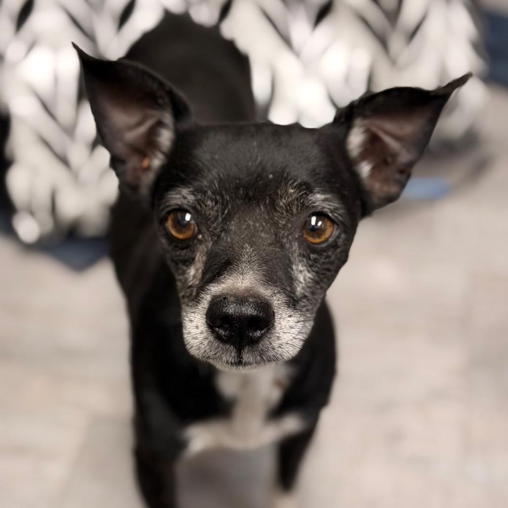 Enlarge Spikey, a Adoptable mixed breed in Amarillo, TX image 2/4