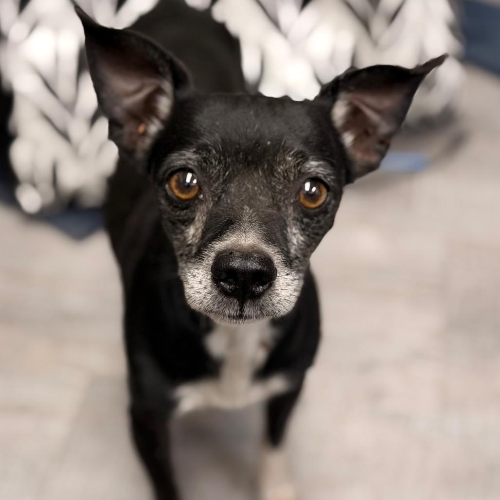Enlarge Spikey, a Adoptable mixed breed in Amarillo, TX image 3/4