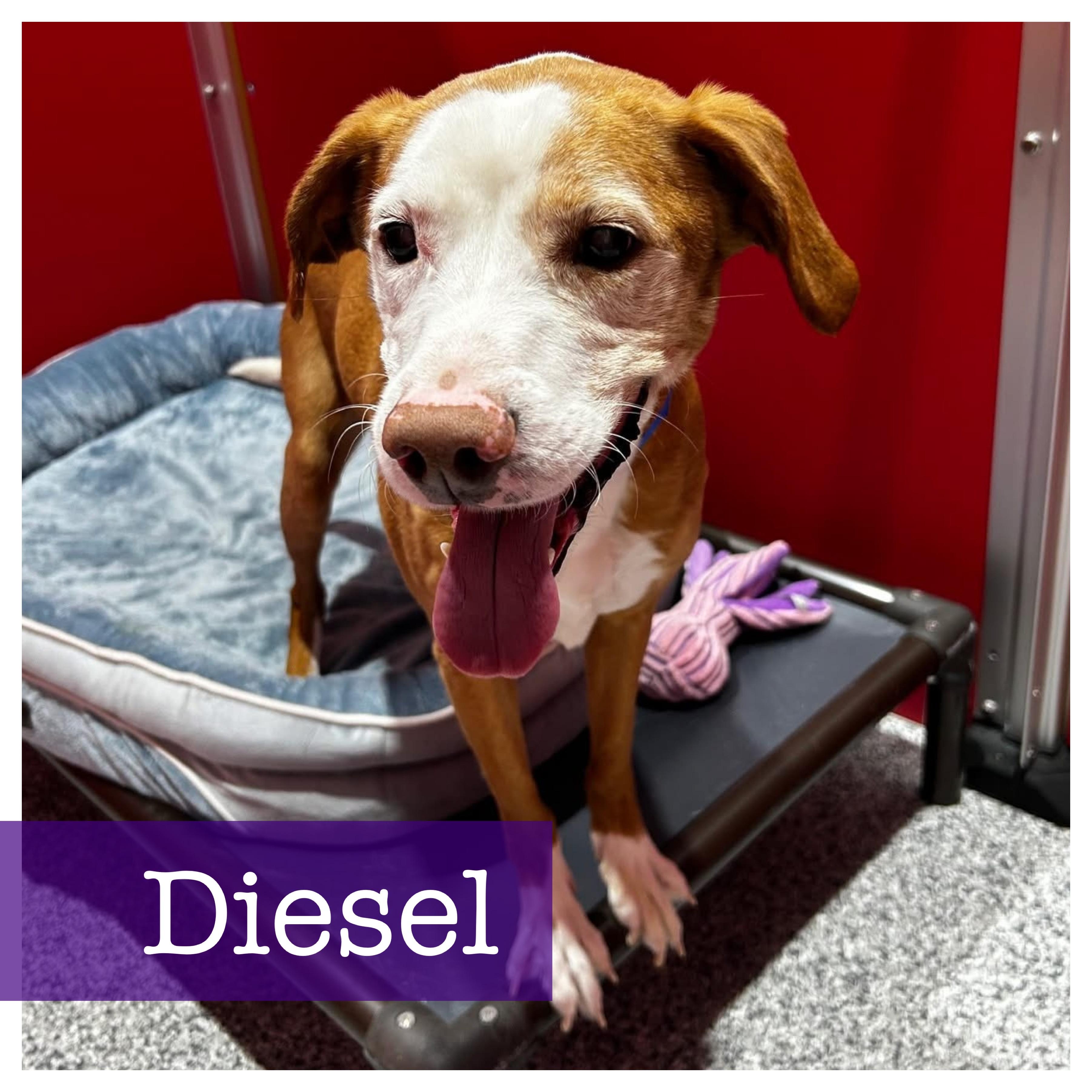 Diesel Labrador Retriever Dog