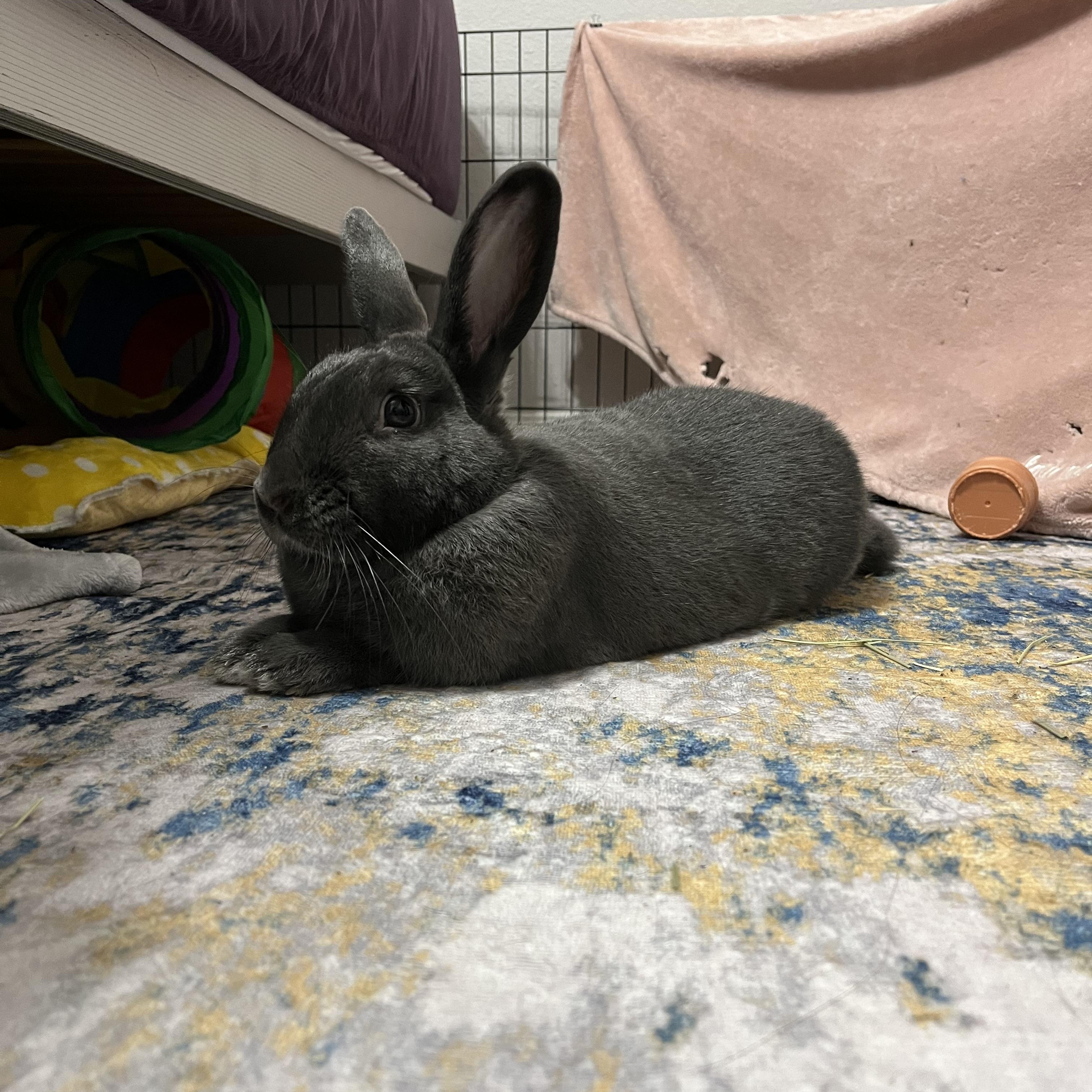 Enlarge Tully, a Adoptable American in Gig Harbor, WA image 2/4