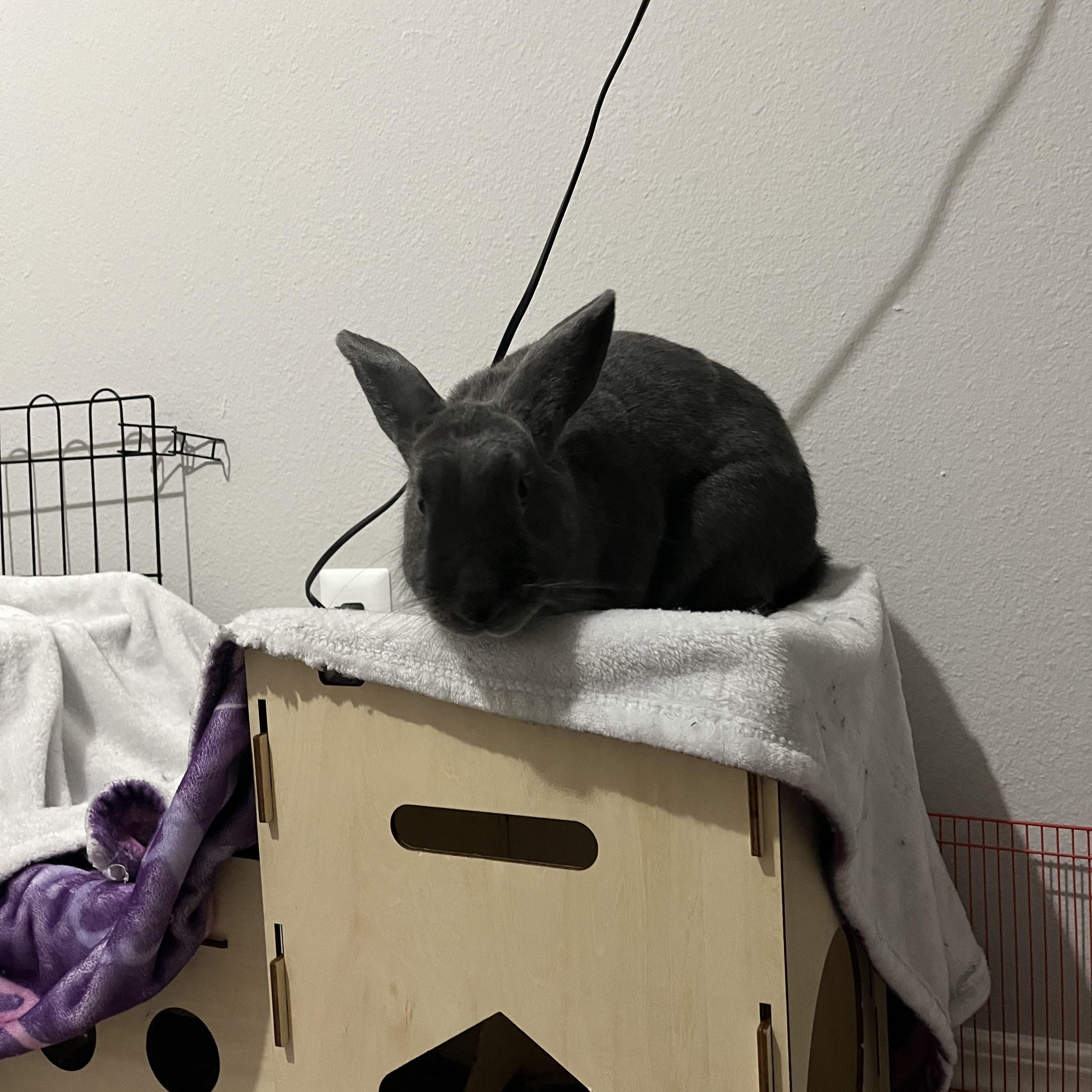 Tully, Adoptable, Adult Female American.