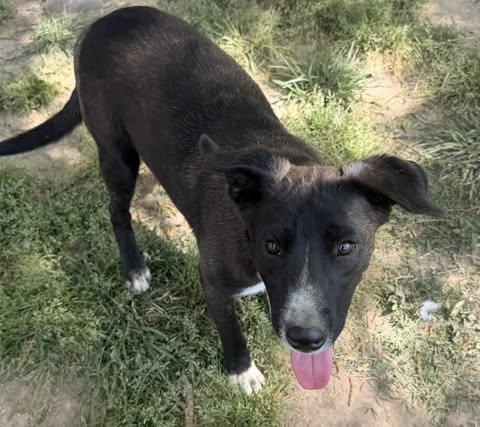 Todd, a Adoptable mixed breed in Quakertown , PA image 4/4