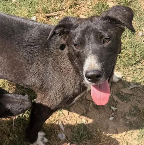 Todd, a Adoptable mixed breed in Quakertown , PA image 2/4