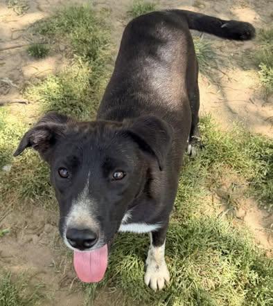 Todd, a Adoptable mixed breed in Quakertown , PA image 3/4
