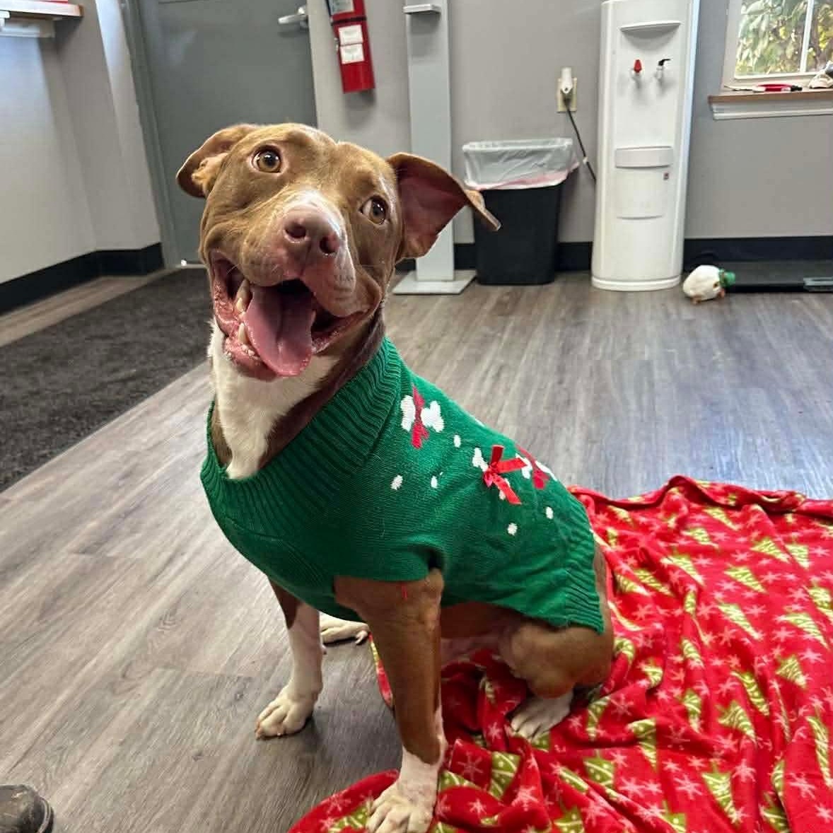 Enlarge Randy, an adopted mixed breed in Circleville, OH image 1/6