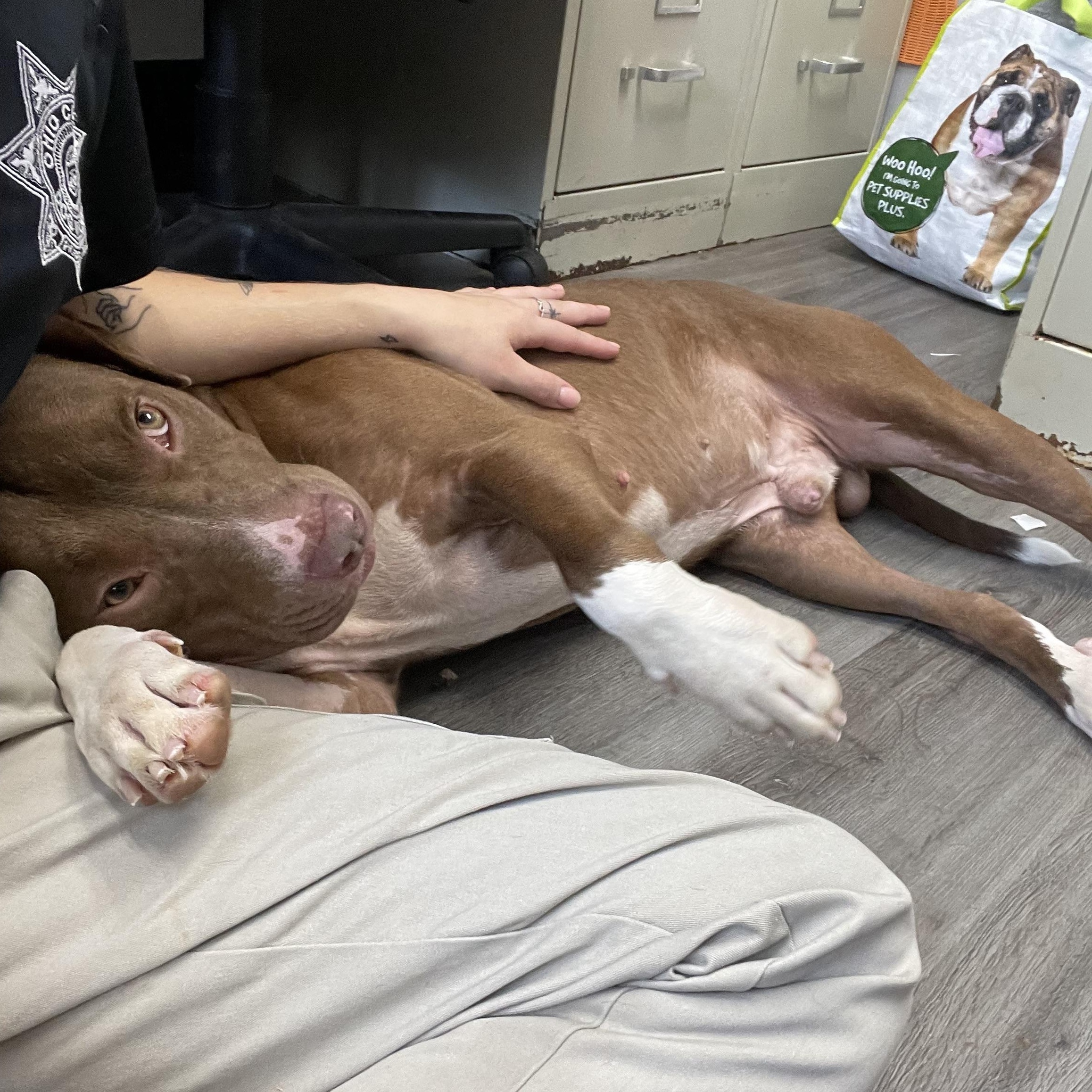 Enlarge Randy, an adopted mixed breed in Circleville, OH image 6/6