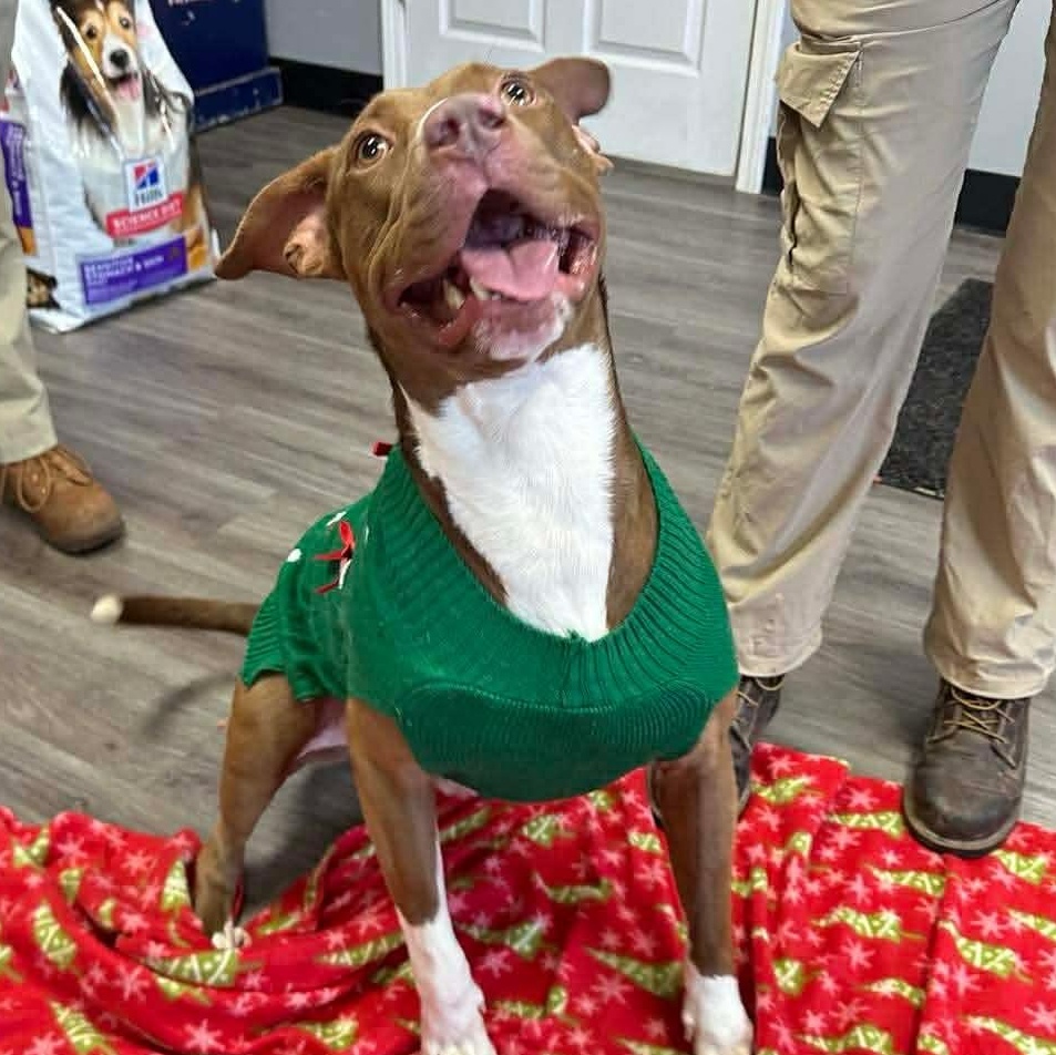 Enlarge Randy, an adopted mixed breed in Circleville, OH image 2/6