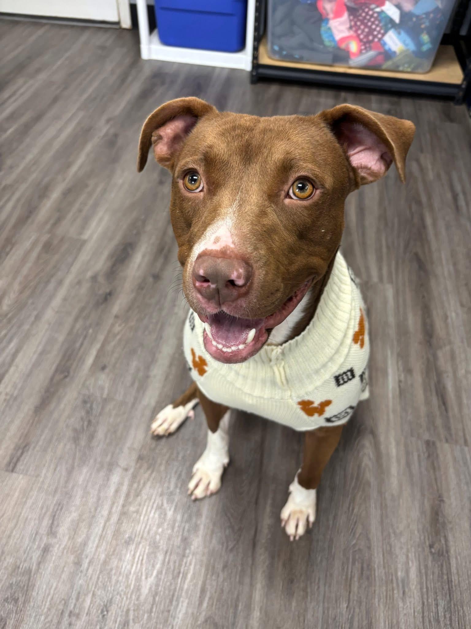 Enlarge Randy, an adopted mixed breed in Circleville, OH image 3/6