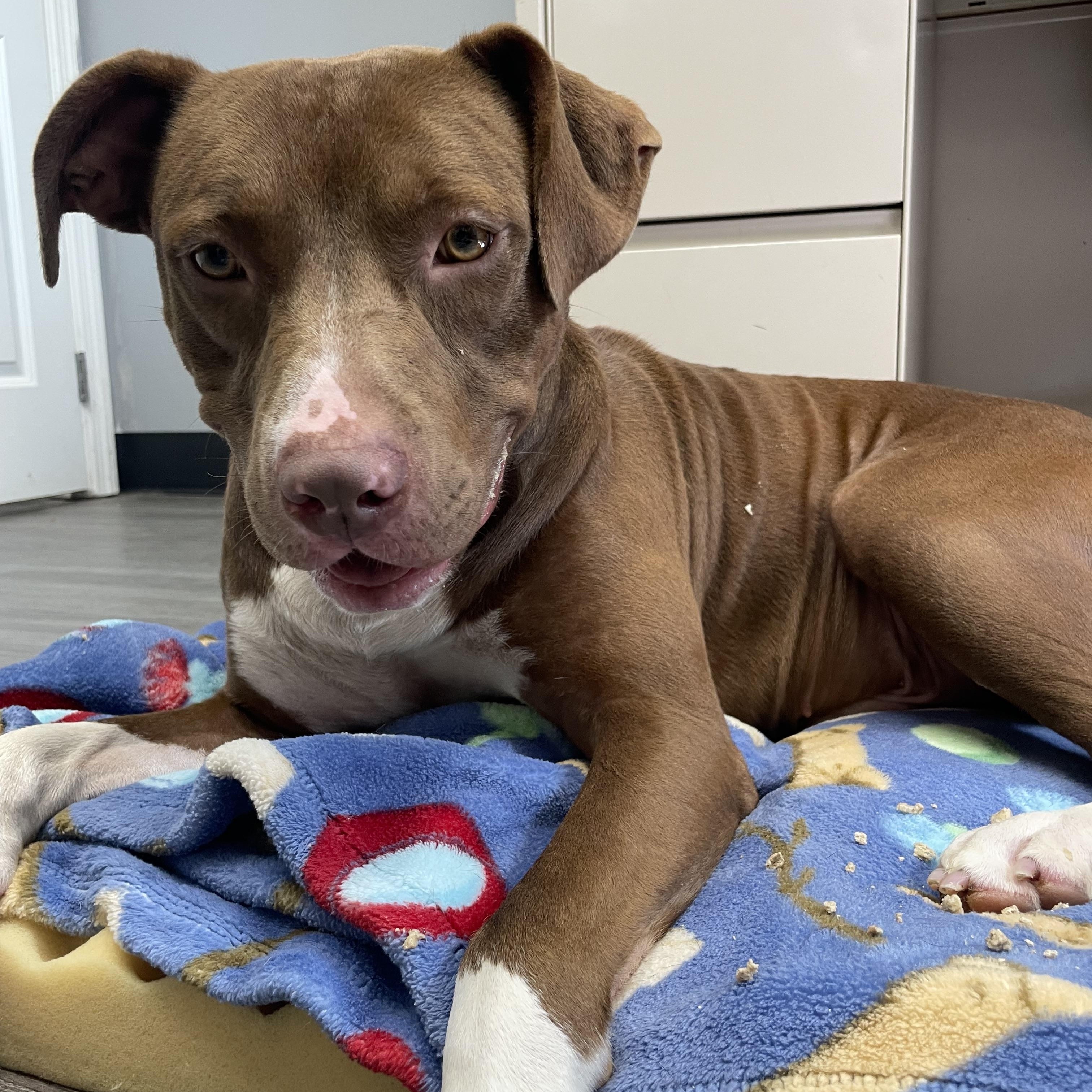 Enlarge Randy, an adopted mixed breed in Circleville, OH image 5/6