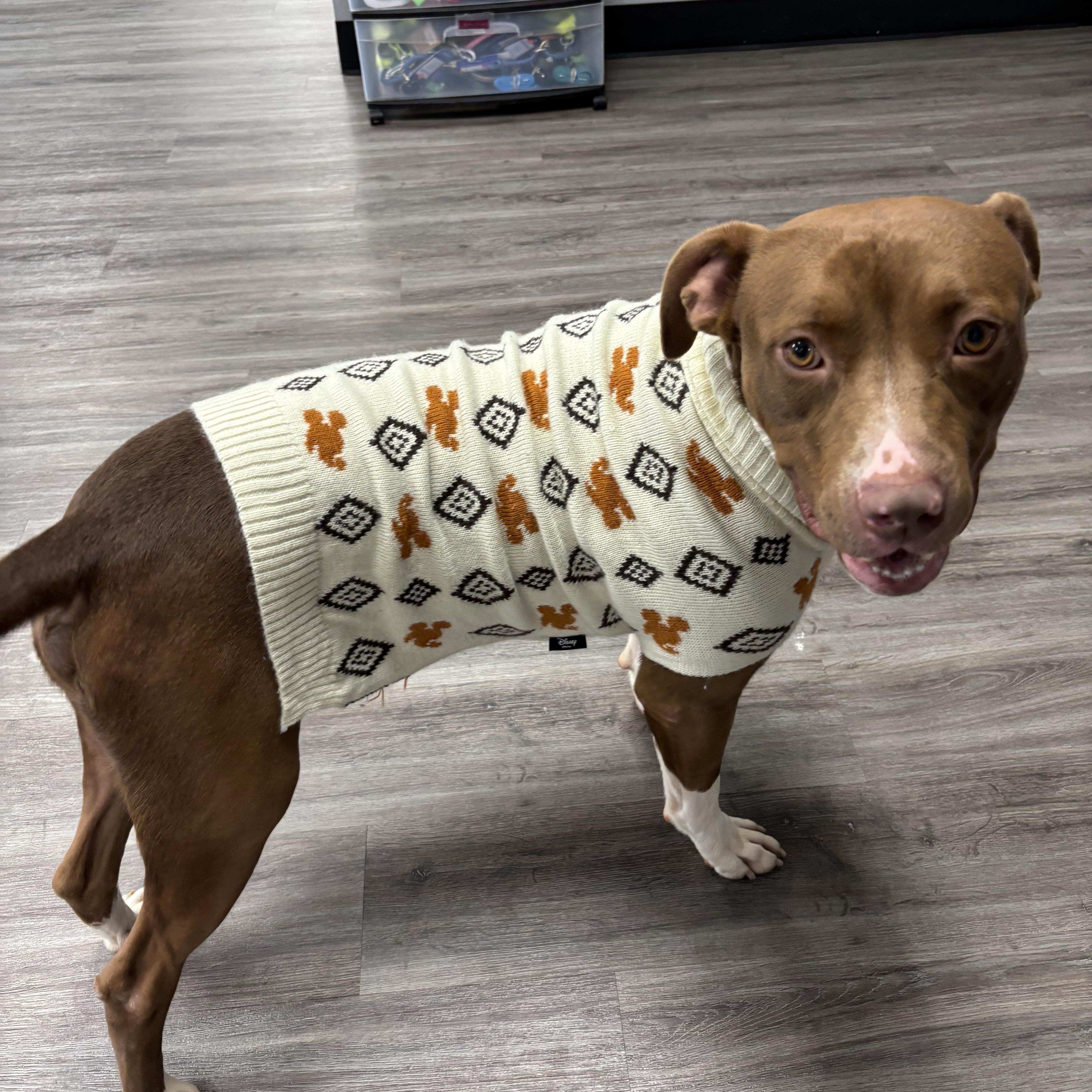 Enlarge Randy, an adopted mixed breed in Circleville, OH image 4/6