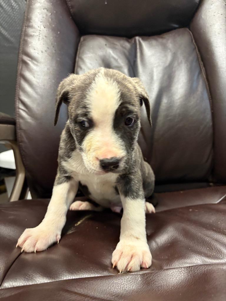 Chicken, Adoptable, Puppy Male Pit Bull Terrier.