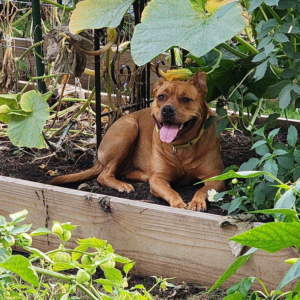 Luna, Adoptable, Adult Female Mixed Breed.