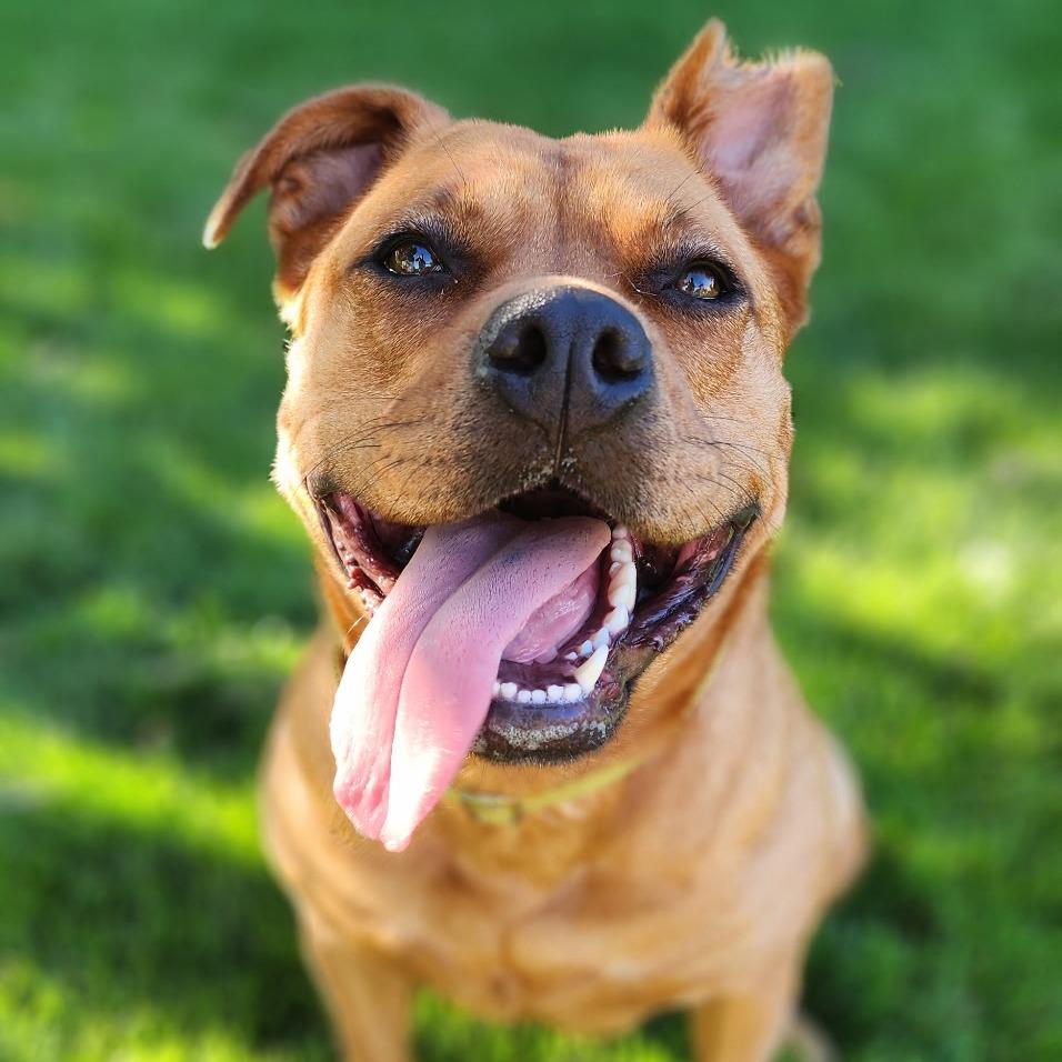 Luna, a Adoptable Mixed Breed in Bismarck, ND image 3/5