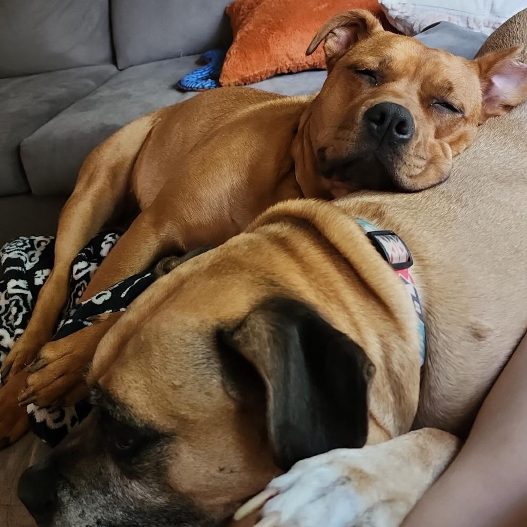 Luna, a Adoptable Mixed Breed in Bismarck, ND image 4/5