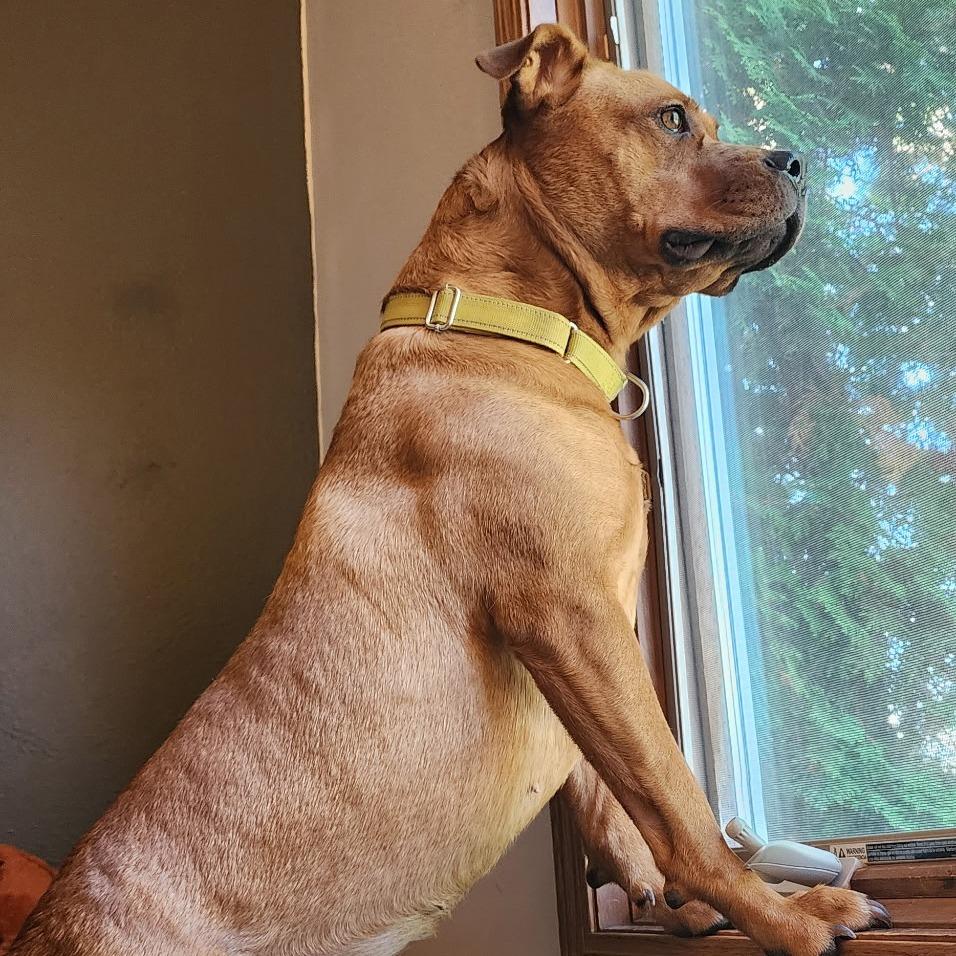 Luna, a Adoptable Mixed Breed in Bismarck, ND image 5/5