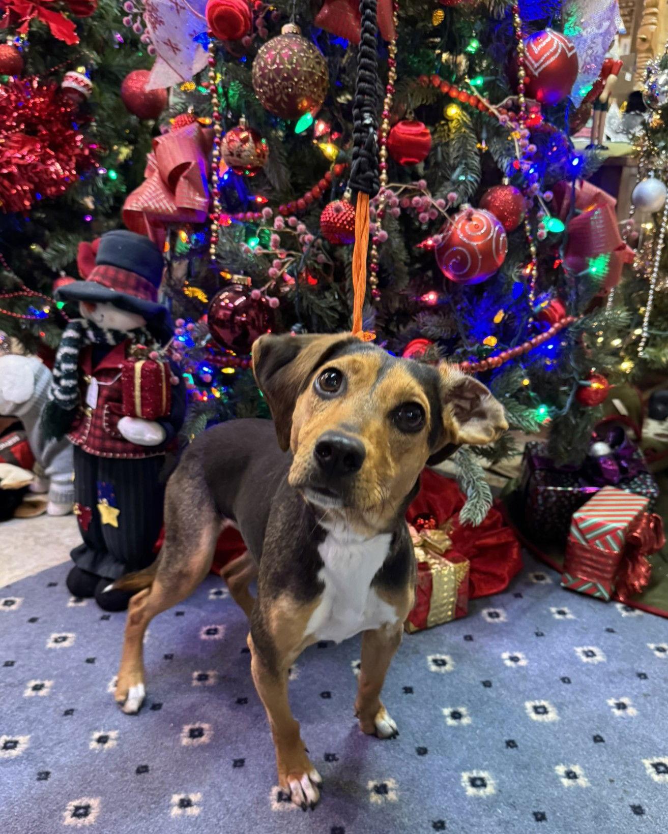 Enlarge Lady, a Adopted mixed breed in Blairsville, GA image 1/1