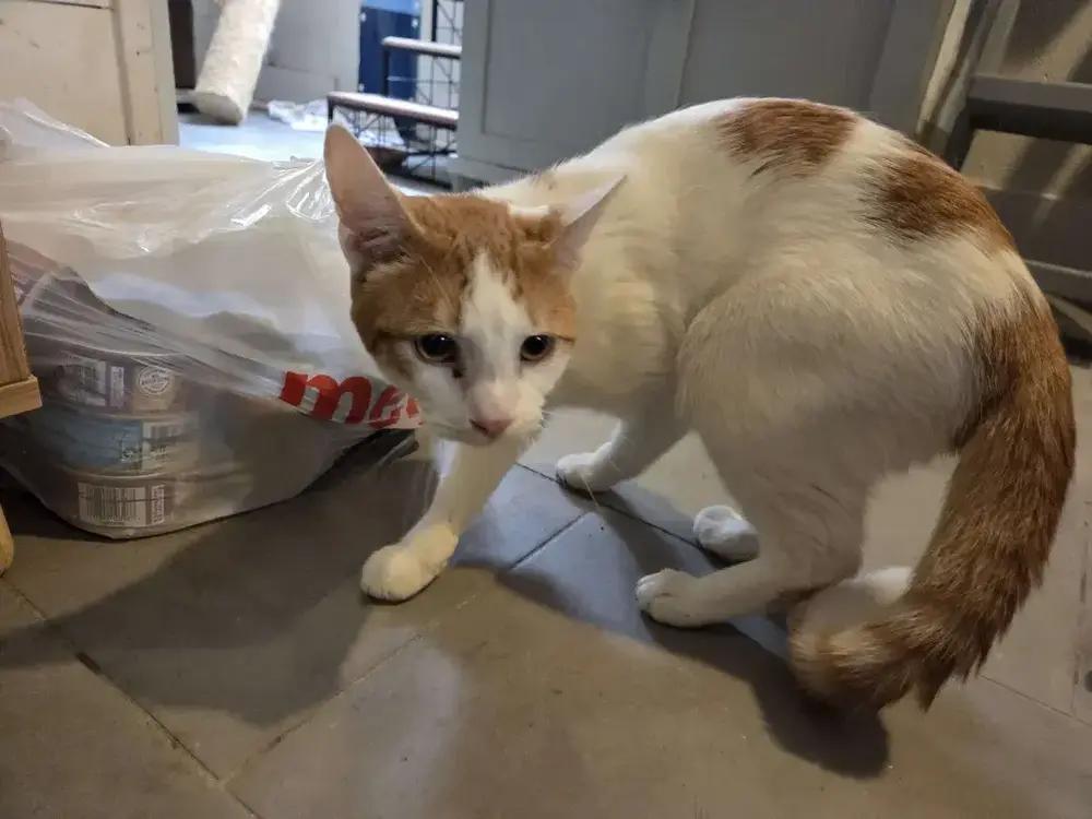 Blitz, Adoptable, Adult Male Domestic Short Hair.