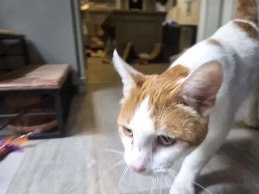 Enlarge Blitz, a Adoptable Domestic Short Hair in Grand Rapids, MI image 2/2