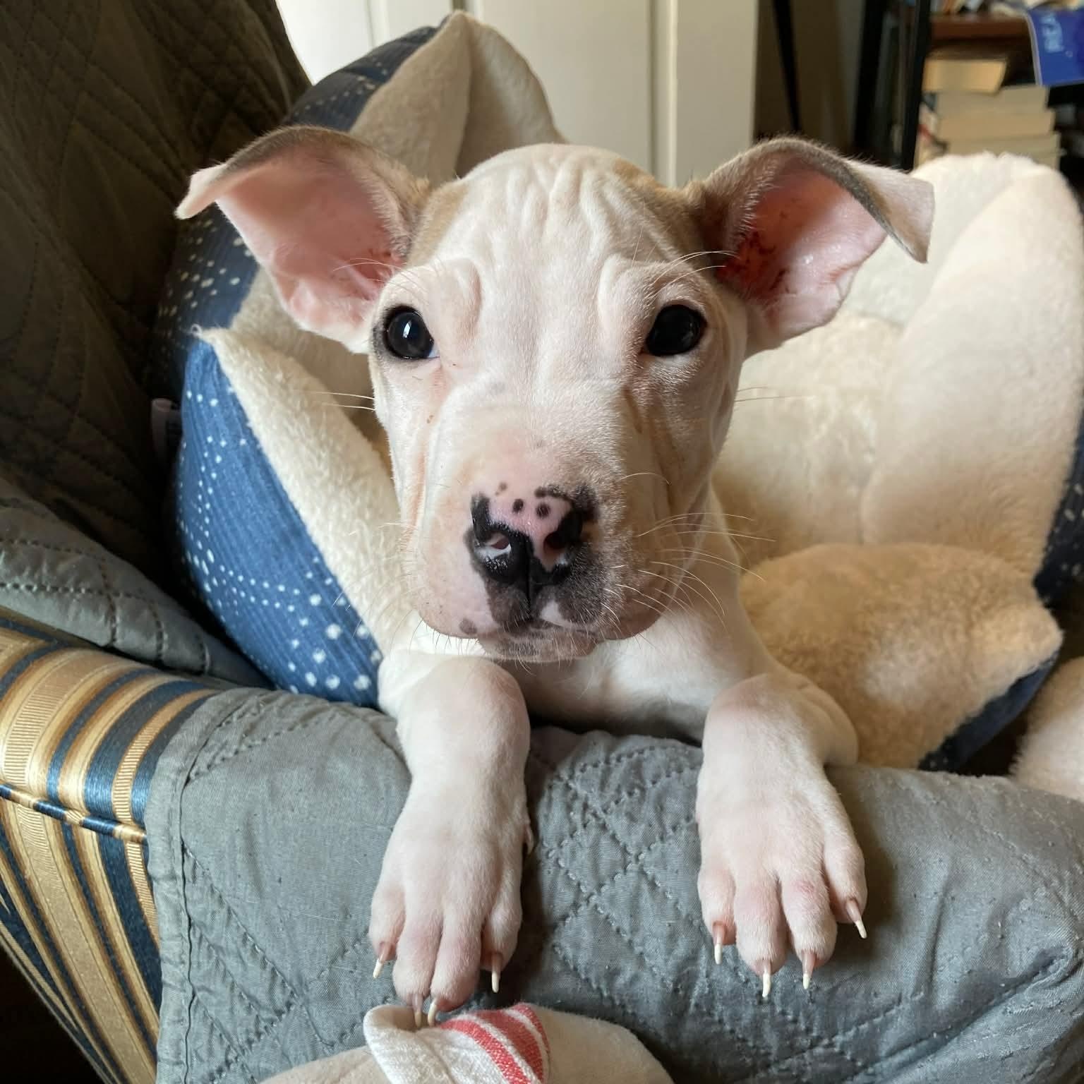 Enlarge Mallow , an adoptable mixed breed in Wando, SC image 2/6