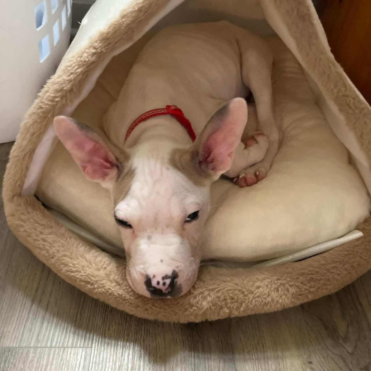 Enlarge Mallow , an adoptable mixed breed in Wando, SC image 4/6