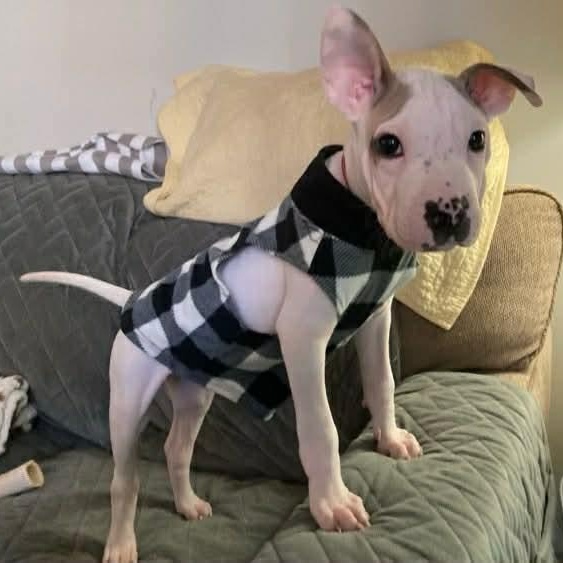 Enlarge Mallow , an adoptable mixed breed in Wando, SC image 1/6