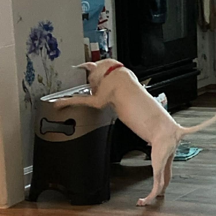 Enlarge Mallow , an adoptable mixed breed in Wando, SC image 3/6