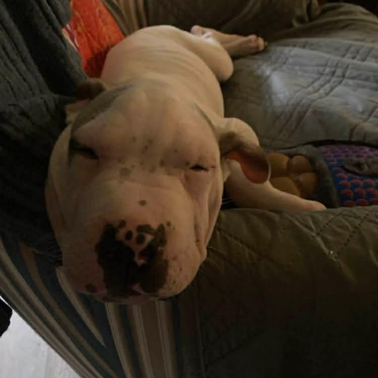 Enlarge Mallow , an adoptable mixed breed in Wando, SC image 5/6