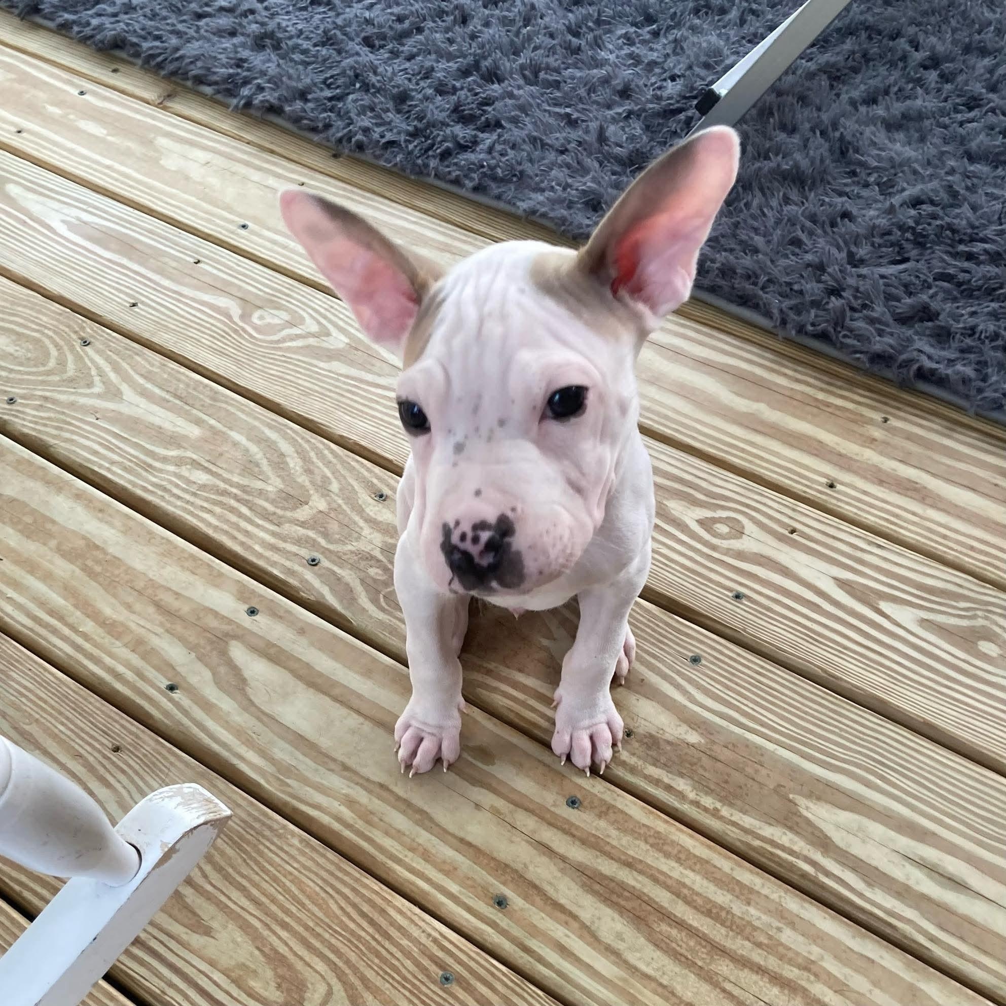 Enlarge Mallow , an adoptable mixed breed in Wando, SC image 6/6