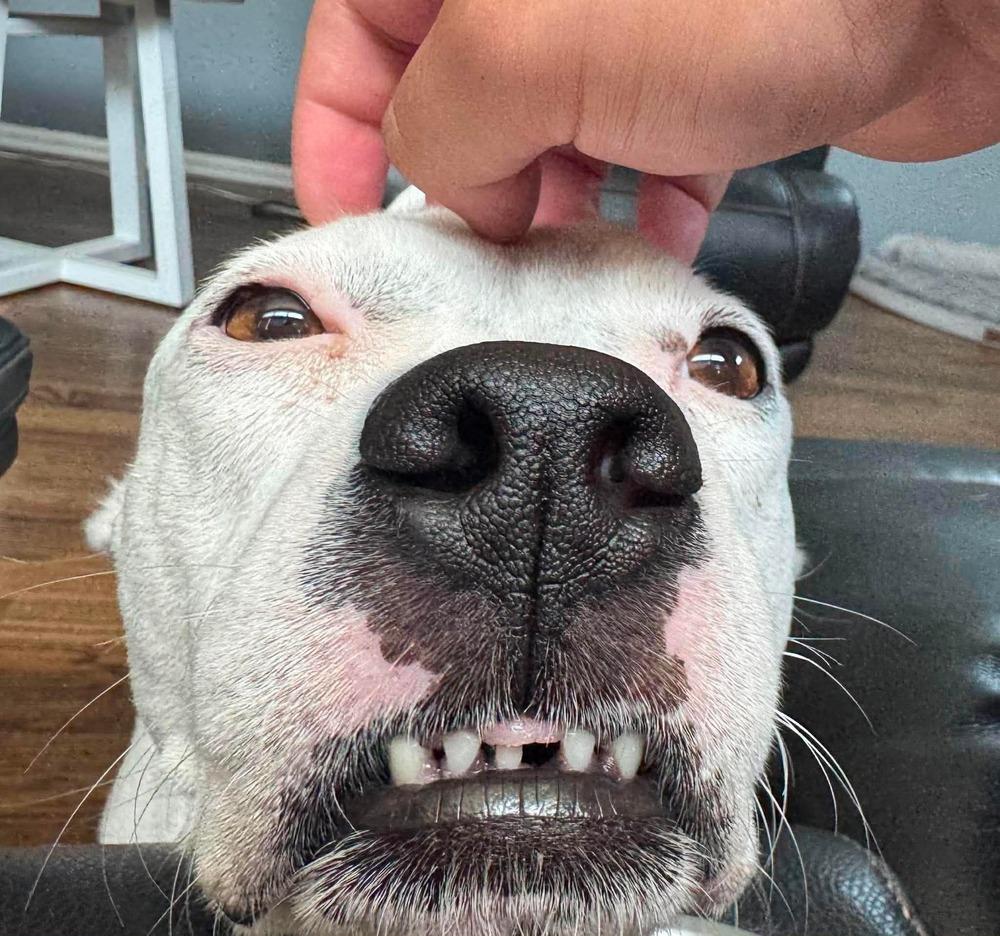 Charlie (F 2026), Adopted, Adult Female Pit Bull Terrier & American Staffordshire Terrier.