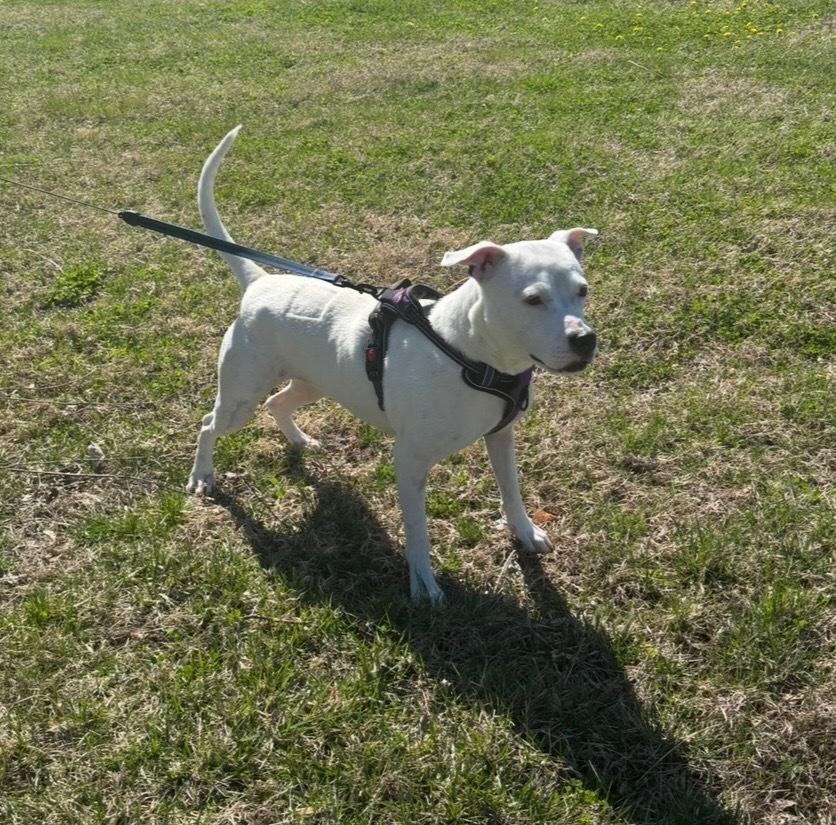 Enlarge Charlie  (F 2026), a Adopted mixed breed in Wenonah, NJ image 2/4
