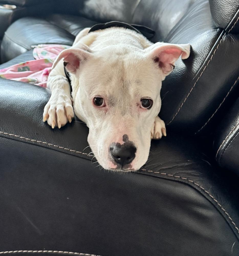 Enlarge Charlie  (F 2026), a Adopted mixed breed in Wenonah, NJ image 3/4