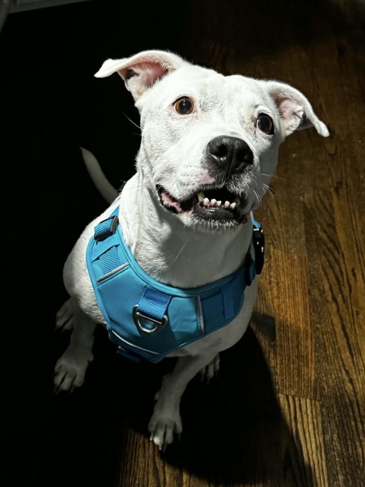 Enlarge Charlie  (F 2026), a Adopted mixed breed in Wenonah, NJ image 3/6