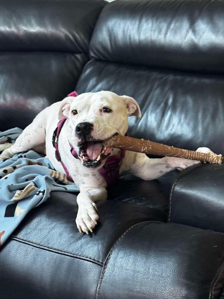 Charlie (F 2026), a Adopted mixed breed in Wenonah, NJ image 4/6
