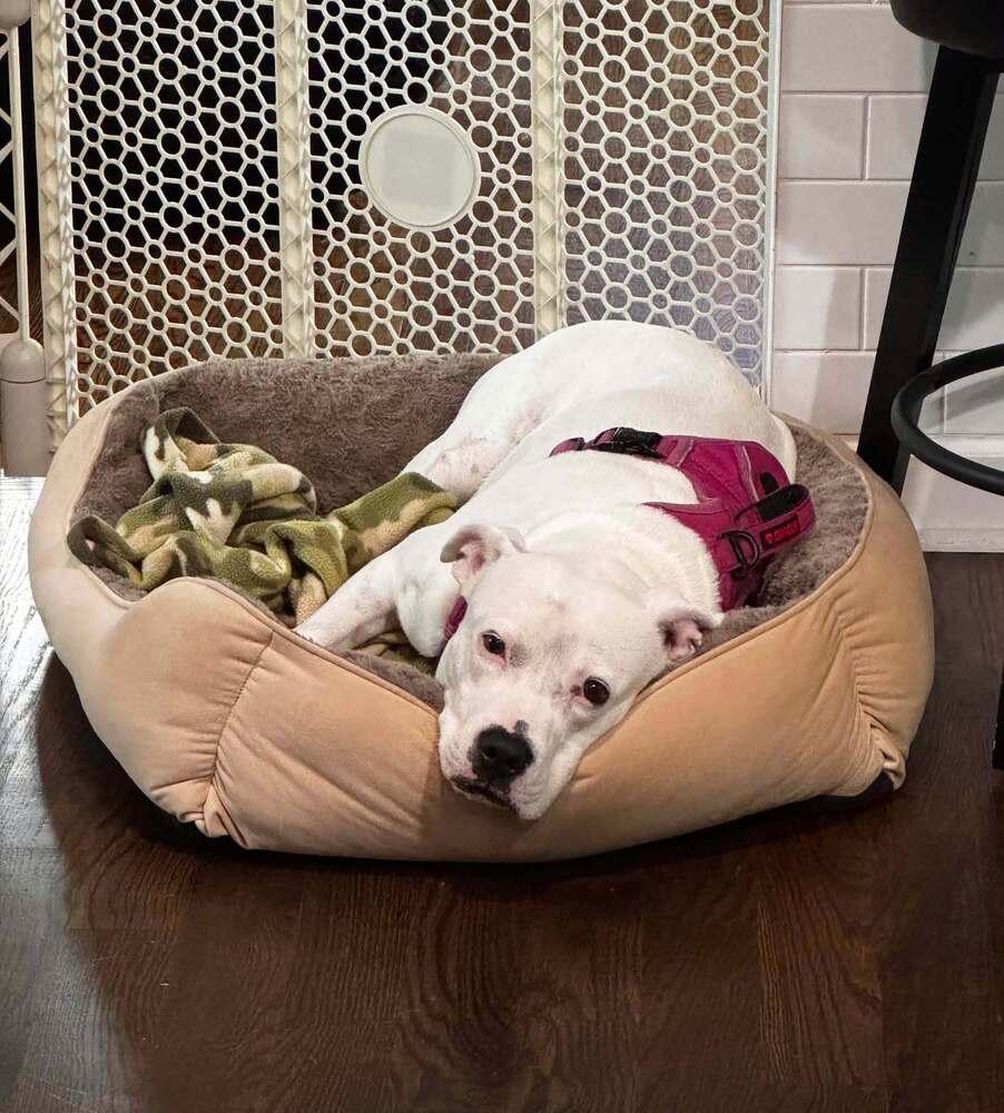 Enlarge Charlie  (F 2026), a Adopted mixed breed in Wenonah, NJ image 5/6