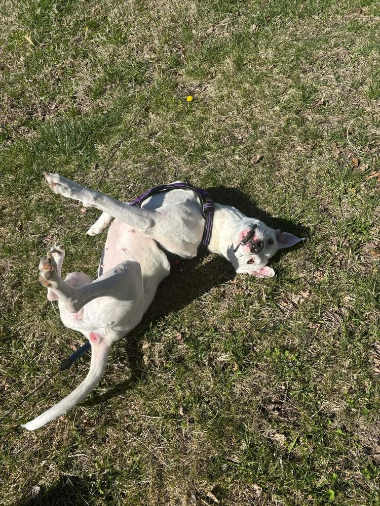 Charlie  (F 2026), Adoptable, Adult Female Pit Bull Terrier & American Staffordshire Terrier.