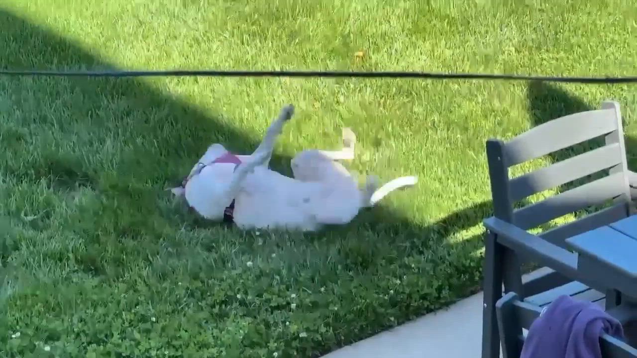 Enlarge Charlie  (F 2026), a Adopted mixed breed in Wenonah, NJ video 6/6