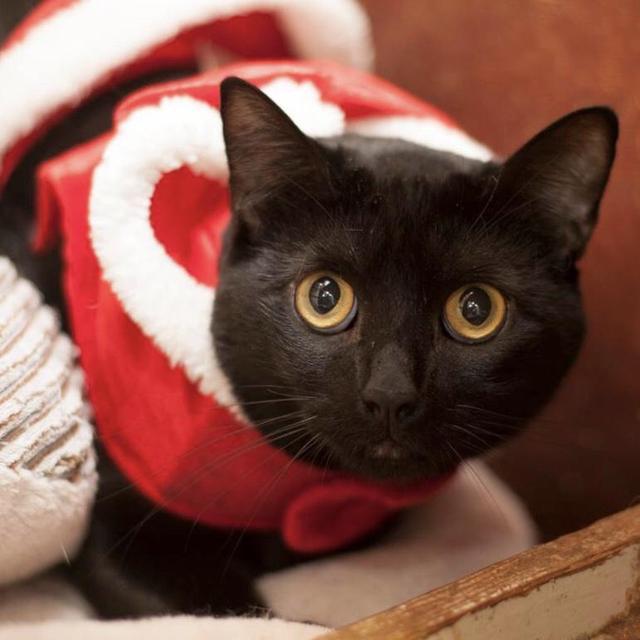 Phoenix, Adoptable, Senior Male Domestic Short Hair.