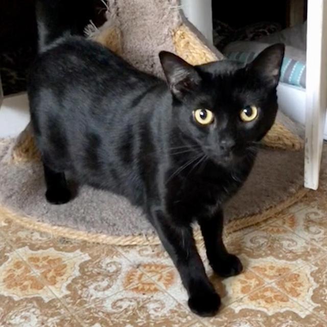 Enlarge Phoenix, a Adoptable mixed breed in Aberdeen, WA image 1/5