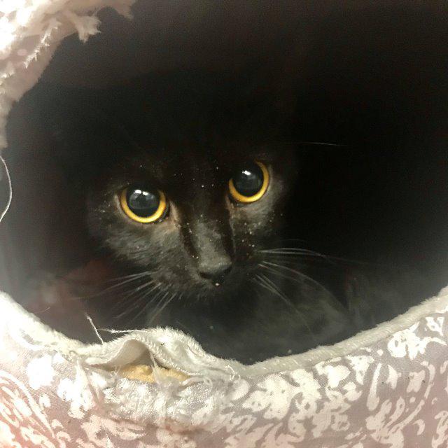 Enlarge Phoenix, a Adoptable mixed breed in Aberdeen, WA image 2/5