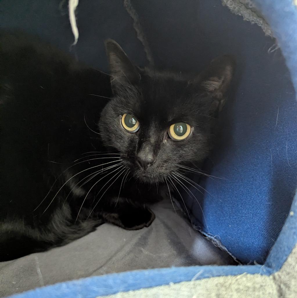 Enlarge Phoenix, a Adoptable mixed breed in Aberdeen, WA image 2/6