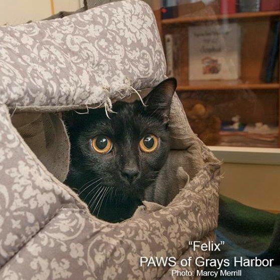 Enlarge Phoenix, a Adoptable mixed breed in Aberdeen, WA image 2/5