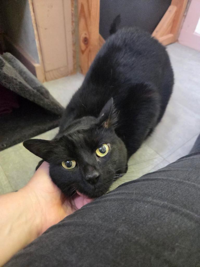 Enlarge Phoenix, a Adoptable mixed breed in Aberdeen, WA image 3/6