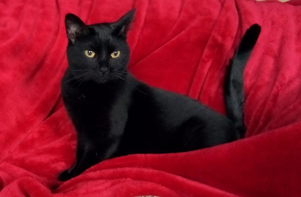 Enlarge Phoenix, a Adoptable mixed breed in Aberdeen, WA image 3/5