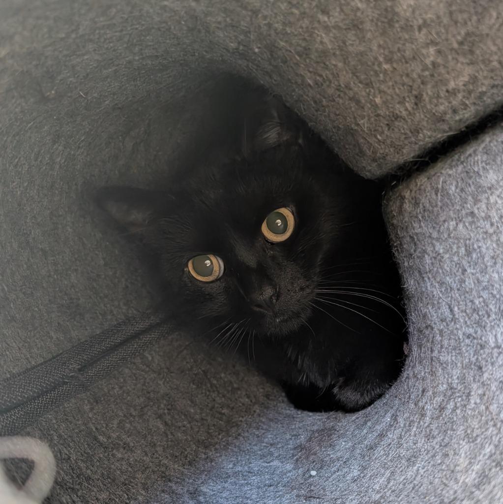 Enlarge Phoenix, a Adoptable mixed breed in Aberdeen, WA image 4/5