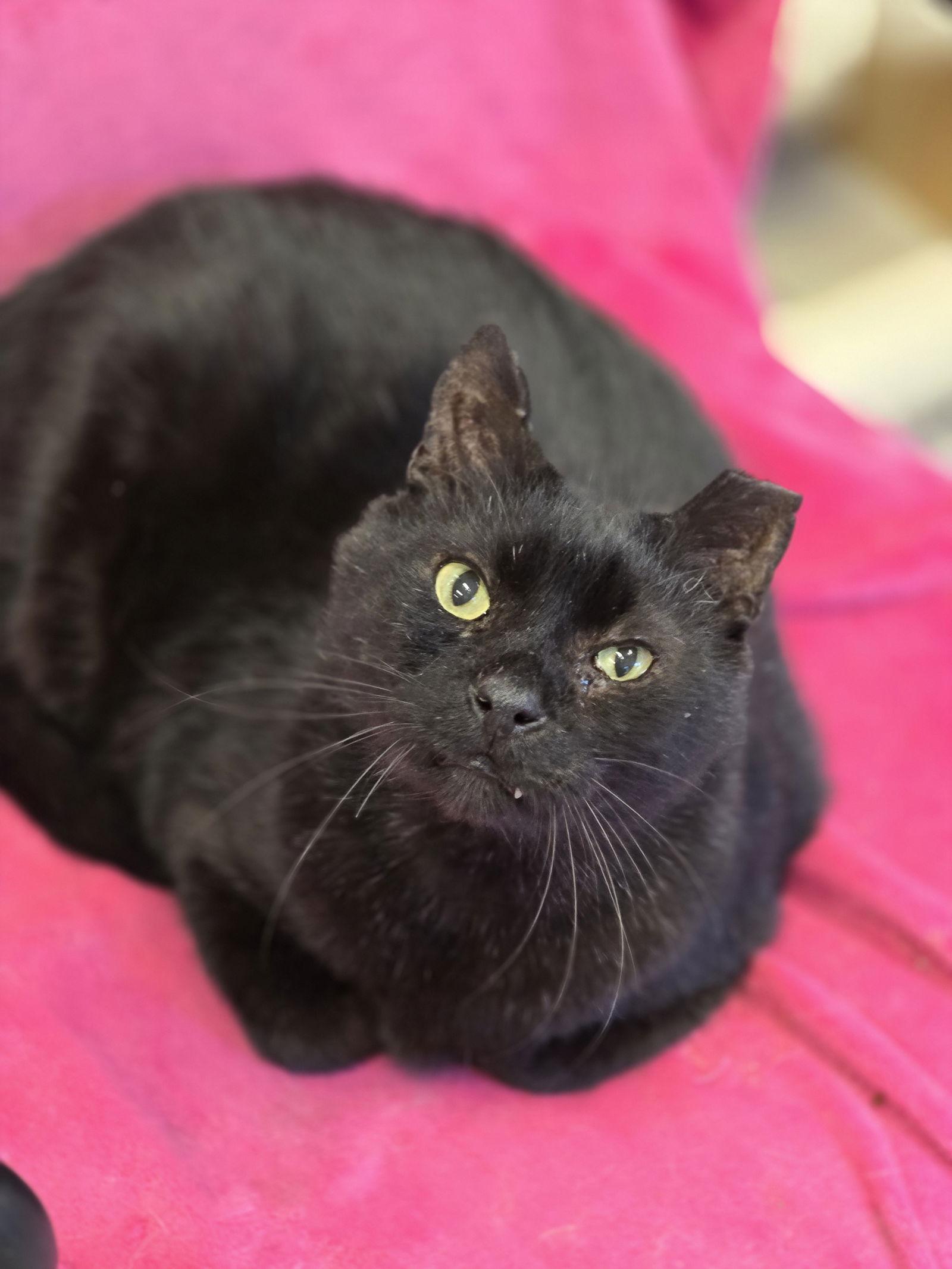 Enlarge Yogi, a Adoptable Domestic Short Hair in Locust Grove, GA image 3/3