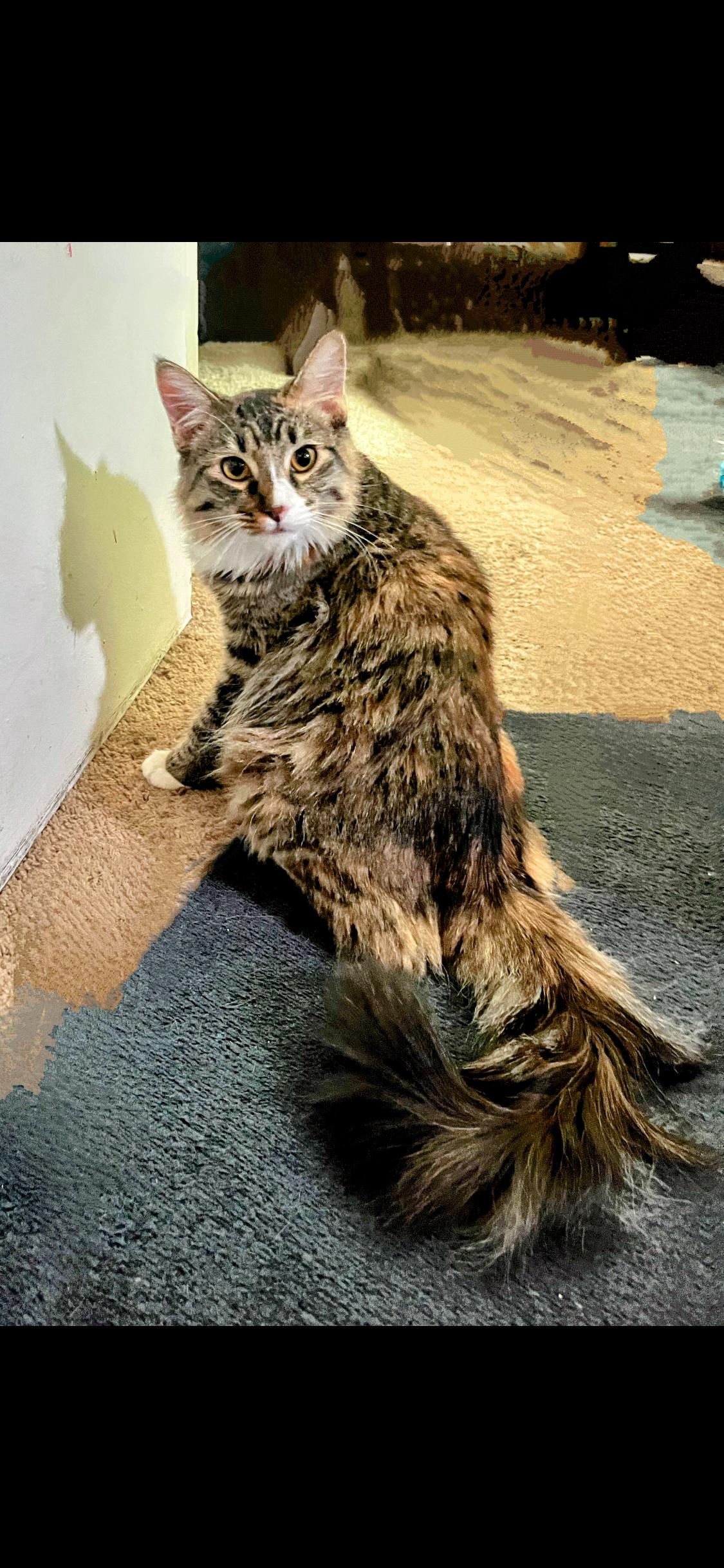 Victoria and Lilly, adopted, Young Female Maine Coon & Calico.