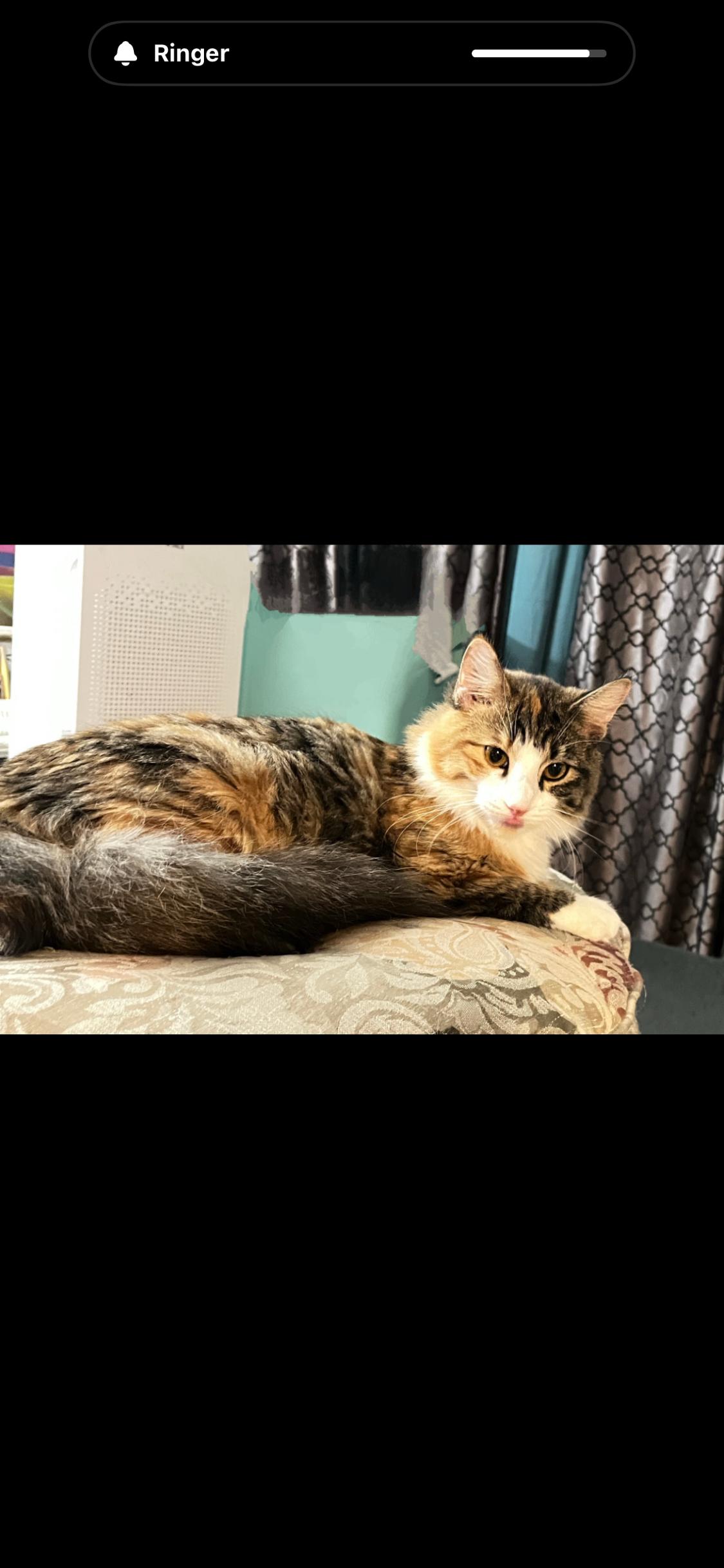 Enlarge Victoria and Lilly, an adopted mixed breed in Pomona, CA image 2/2