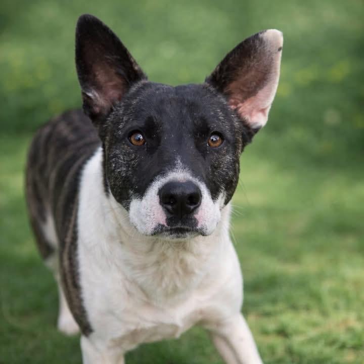 Enlarge Buddy, an adopted mixed breed in Inverness, FL image 2/4