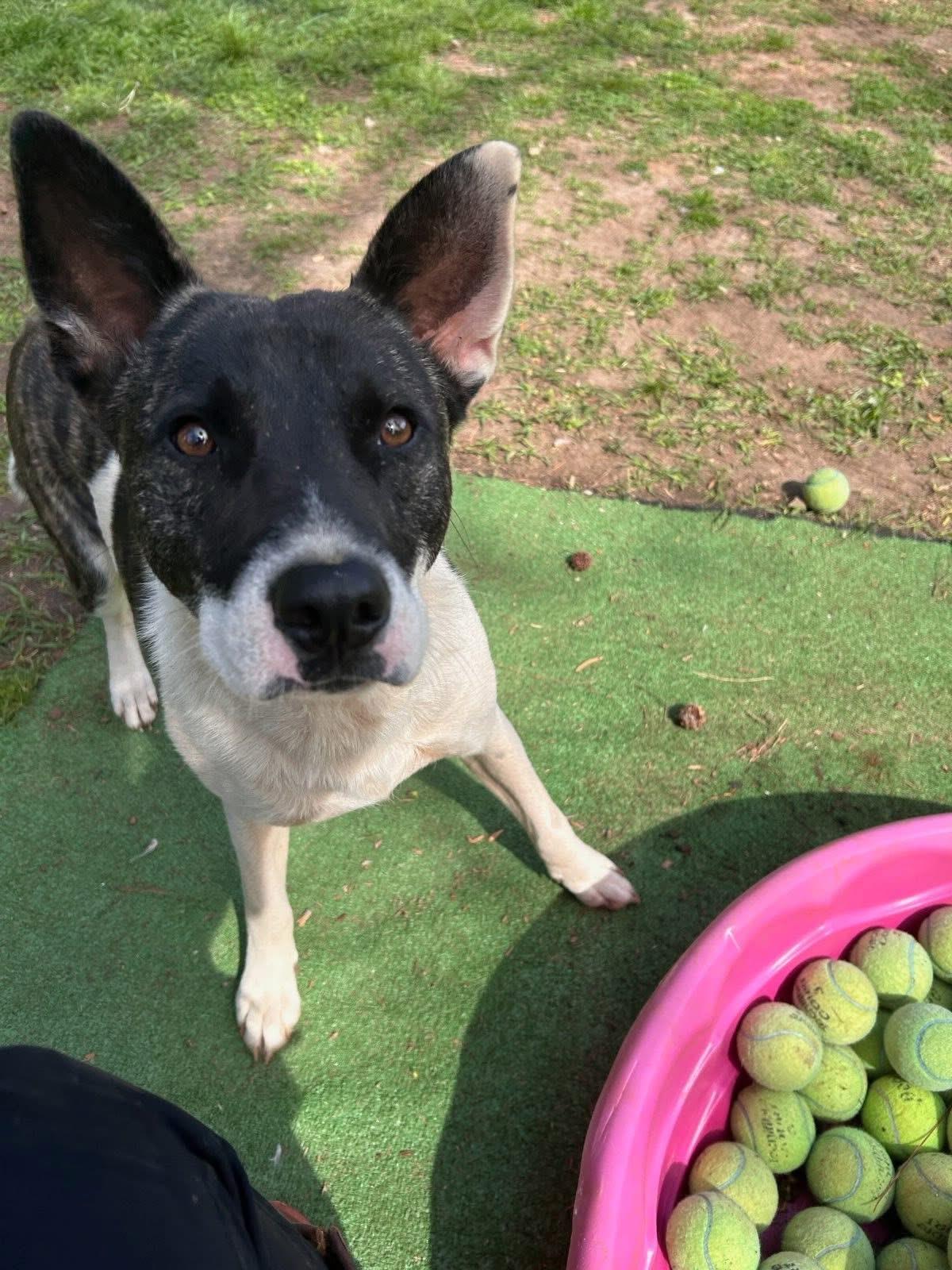 Enlarge Buddy, an adopted mixed breed in Inverness, FL image 4/4